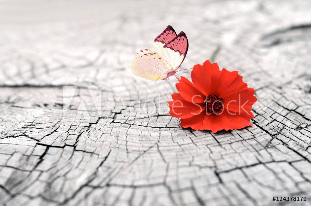Afbeeldingen van Old Wood background with copy space Flower and butterfly